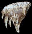 Juvenile Woolly Mammoth Molar - North Sea Deposits #35702-1